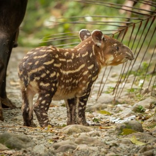 Tapir Baby