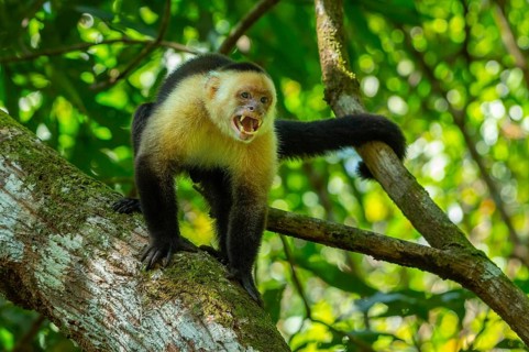 Capuchin monkey