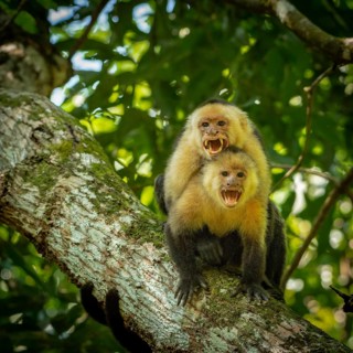 Capuchin monkey