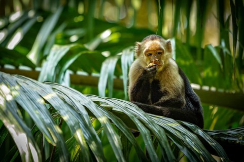 Capuchin monkey