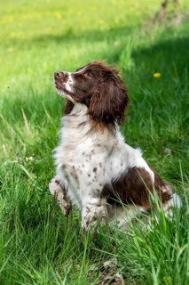 Hunting dog