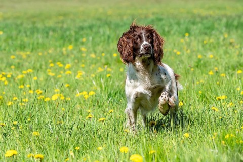 Hunting dog