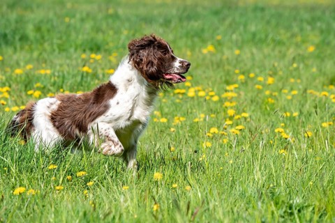 Hunting dog