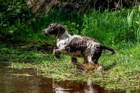 Hunting dog