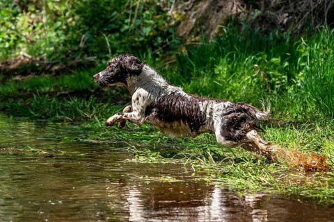 Hunting dog