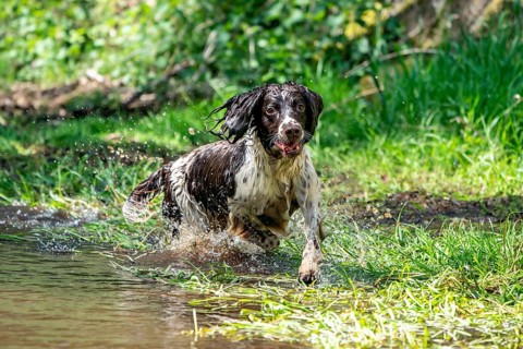 Hunting dog