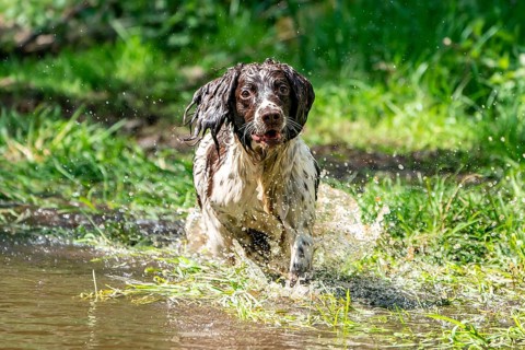 Hunting dog