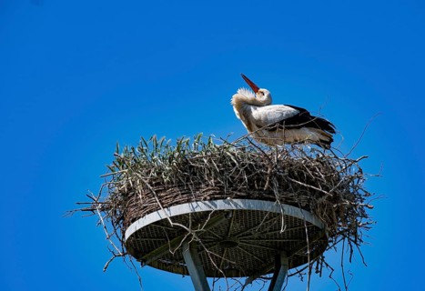 White stork (Ciconia ciconia) in a stork nest in the 'stork village' Wahrenberg