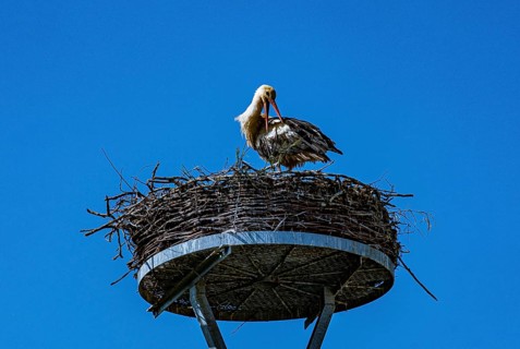 White stork (Ciconia ciconia) in a stork nest in the 'stork village' Wahrenberg