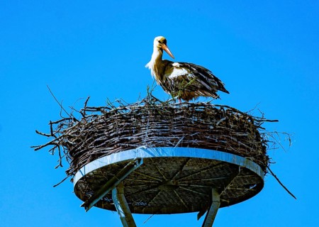 White stork (Ciconia ciconia) in a stork nest in the 'stork village' Wahrenberg