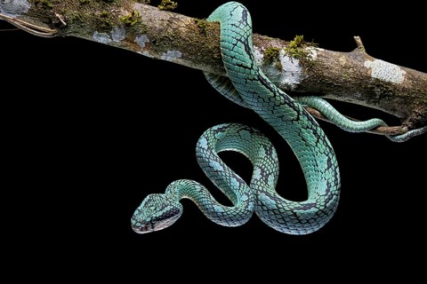 Sri Lanka Pit Viper (Trimeresurus trigonocephalus) Sri Lanka