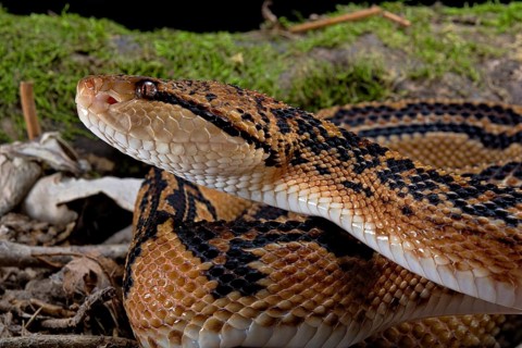 Bushmaster (Lachesis muta) French Guyana