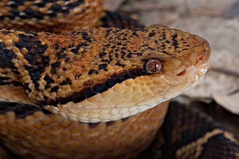 Bushmaster (Lachesis muta) French Guyana