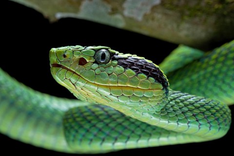 Guatemalan palm viper (Bothriechis aurifer) Guatemala