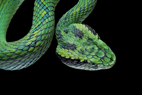Guatemalan palm viper (Bothriechis aurifer) Guatemala