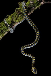 Mangrove Cat snake (Boiga dendrophila divergens) Philippines