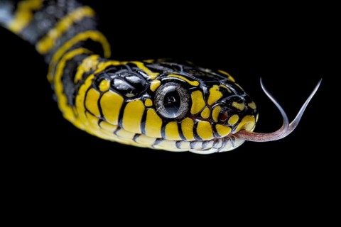 Mangrove Cat snake (Boiga dendrophila divergens) Philippines
