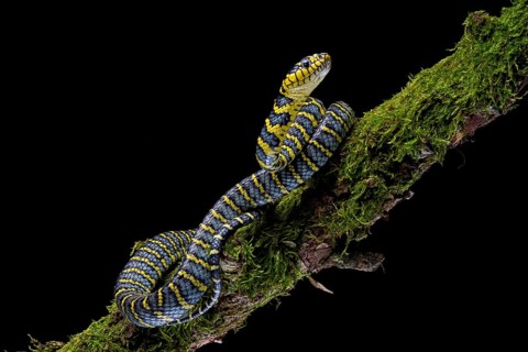 Mangrove Cat snake (Boiga dendrophila divergens) Philippines