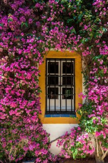 Window framed by bougainvillea