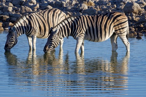 Burchell's zebras (Equus quagga burchellii)