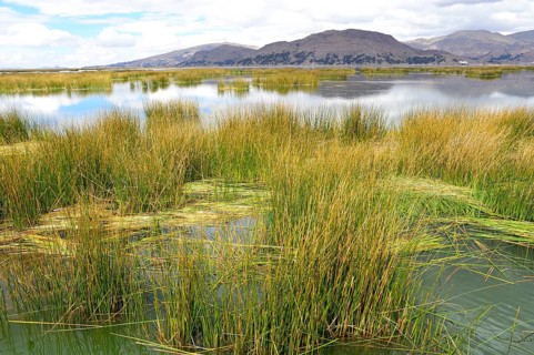 Reed growth in the lake