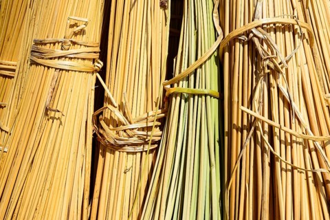 Reed bundle on a floating island of the Uro