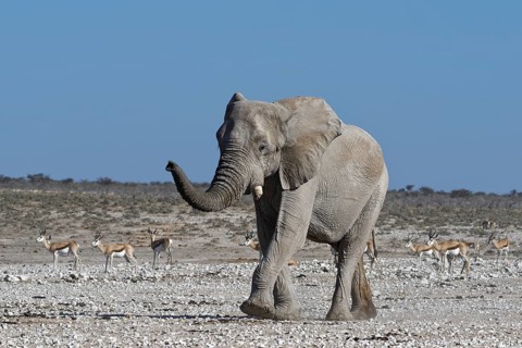 African bush elephant (Loxodonta africana)