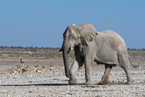 African bush elephant (Loxodonta africana)