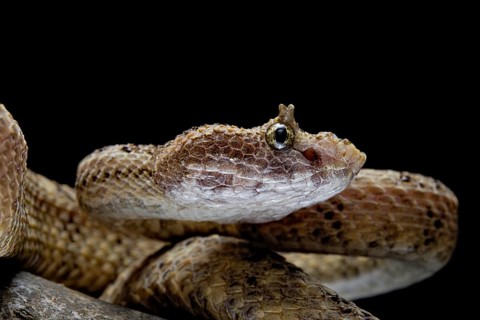 Fan Si Pan Horned Pit Viper (Protobothrops cornutus) Vietnam