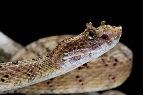 Fan Si Pan Horned Pit Viper (Protobothrops cornutus) Vietnam