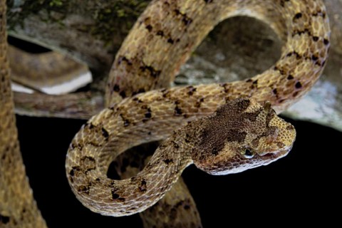 Fan Si Pan Horned Pit Viper (Protobothrops cornutus) Vietnam