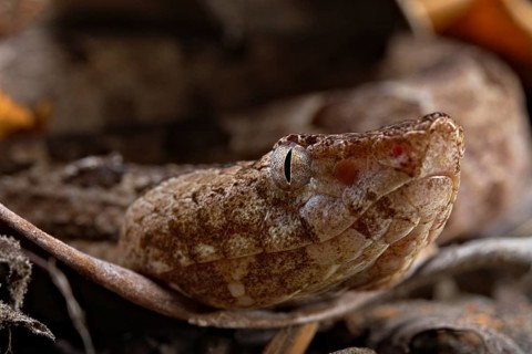 Sri Lankan hump-nosed viper (Hypnale nepa) Nepal
