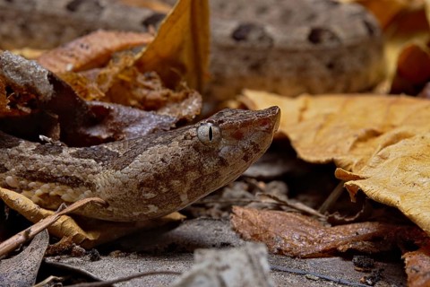 Sri Lankan hump-nosed viper (Hypnale nepa) Nepal