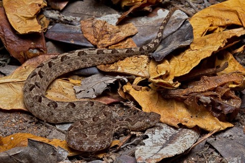 Sri Lankan hump-nosed viper (Hypnale nepa) Nepal