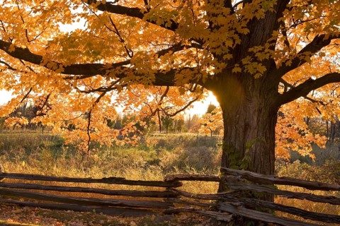 Sugar Maple (Acer saccharum)