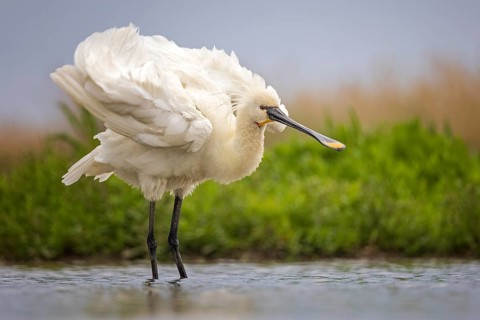 Spoonbill (Platalea leucorodia) Kiskunsag National Park