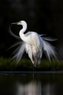 Great egret (Ardea alba) in splendid plumage