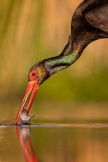 Black stork (Ciconia nigra) fishing