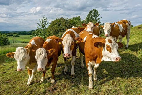 Female domestic cattle (Bos taurus) without horn