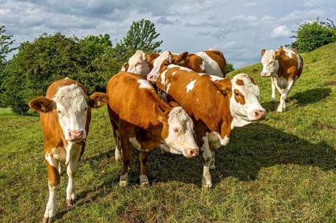 Female domestic cattle (Bos taurus) without horn
