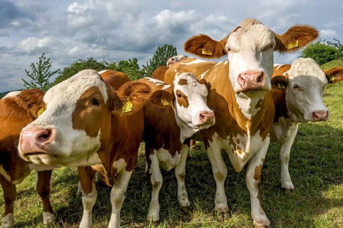 Female domestic cattle (Bos taurus) without horn