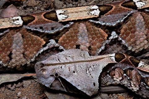 Gaboon viper (Bitis gabonica) Cameroun