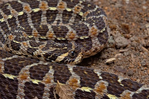 Swamp Viper (Proatheris superciliaris) Malawi