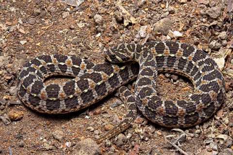 Swamp Viper (Proatheris superciliaris) Malawi