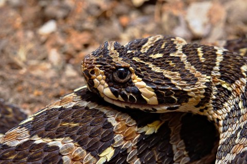 Swamp Viper (Proatheris superciliaris) Malawi