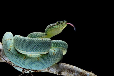 Forest Pit Viper (Bothriopsis bilineata) french guyana