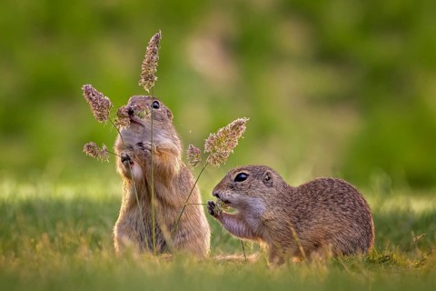 European ground squirrel (Spermophilus citellus) grass seed stands