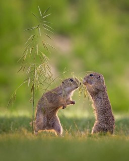 European gopher (Spermophilus citellus) feeding on wild oats