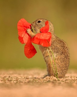 European gopher (Spermophilus citellus) feeding on poppy blossom