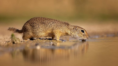 European gopher (Spermophilus citellus) drinking
